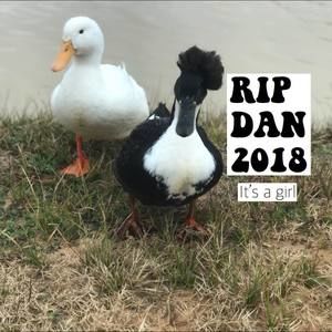 Meet your Posher, Bella